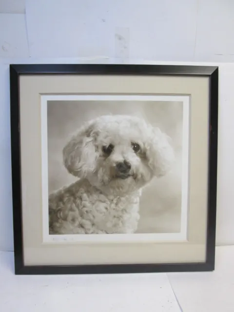 Large Framed Print of Bichon Frise Dog Image Size: 18" x 18" - Looks Like Vale??