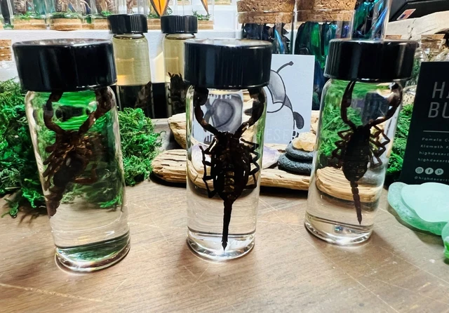 Wet Specimen Real Scorpion in Glass Vial for Display - Entomology
