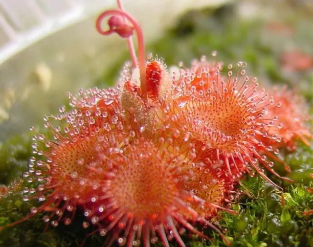 Drosera Sessilifolia - Pianta Carnivora, 10 Semi