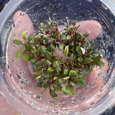 Bucephalandra Red Phantom Tissue Culture Cup APF Aquarium Plants Factory®