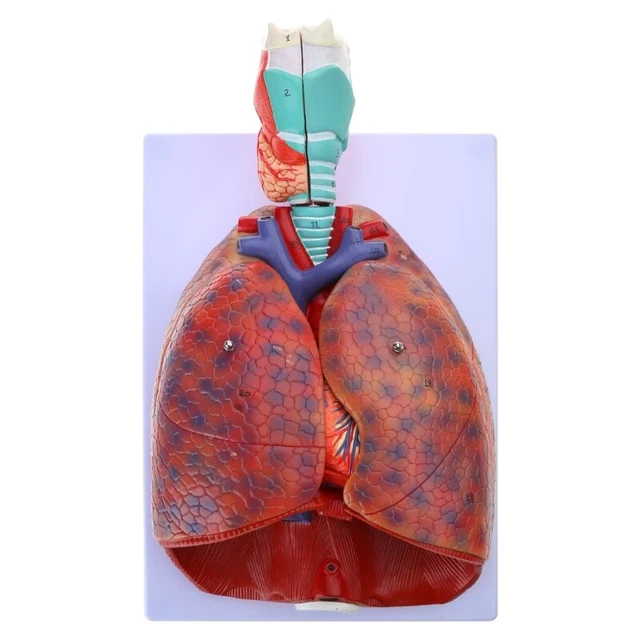 ANATOMICAL HEART LUNG Throat Model for Lung Study Medical Lecture $151. ...