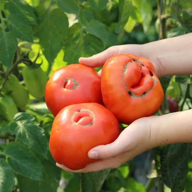 Gulács Landrace Tomato - Hungarian Heirloom -  5+ seeds - Samen - P 566