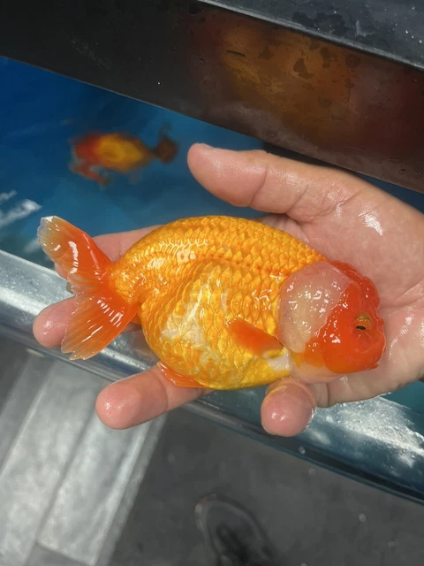 Fancy Goldfish Ranchu Live Fish 5”+