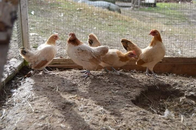 6 RARE Nankin Fertile Hatching Eggs NPIP/AI Clean