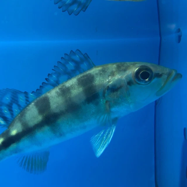 Azul peacock bass 3"in length live tropical fish