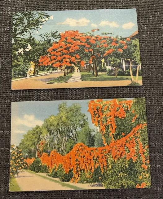 Linen Postcards Palm Beach, Florida~Tropical Views Lot Of 2 Flame Vine-Poinciana