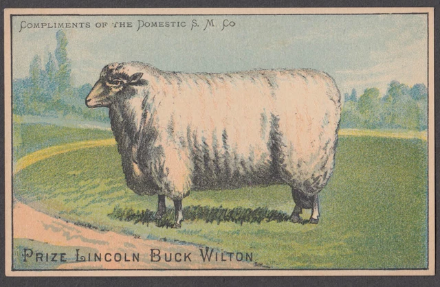Domestic Sewing Machine Prize Lincoln Buck Wilton sheep trade card 1880s