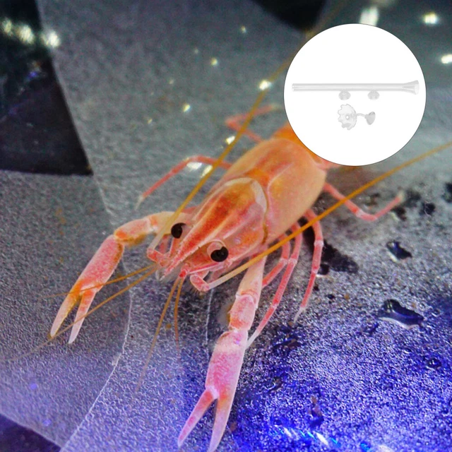 Alimentador de camarones - Tubos de tubo con gusano rojo - Taza de alimentación más clara
