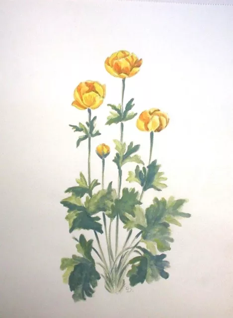 C.E.Dammann, Hamburg (XX.) monogrammiert, tolles Pflanzen Aquarell: "Trollblume"