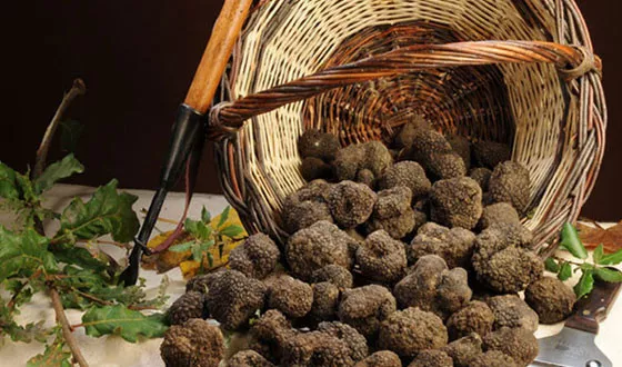 Precious Italian fresh black truffles. Black truffle 120g. 4,2 oz. Mushrooms.