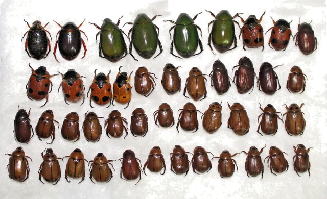 Rutelinae mix, 44 from West Kalimantan  (7)