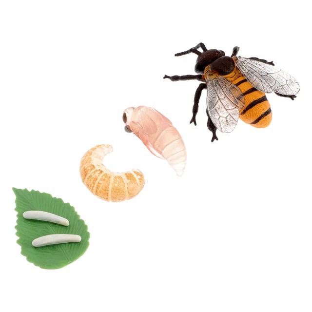 LIFE CYCLE OF Bee Growth Model Life Cycle Figurines Animal Educational ...