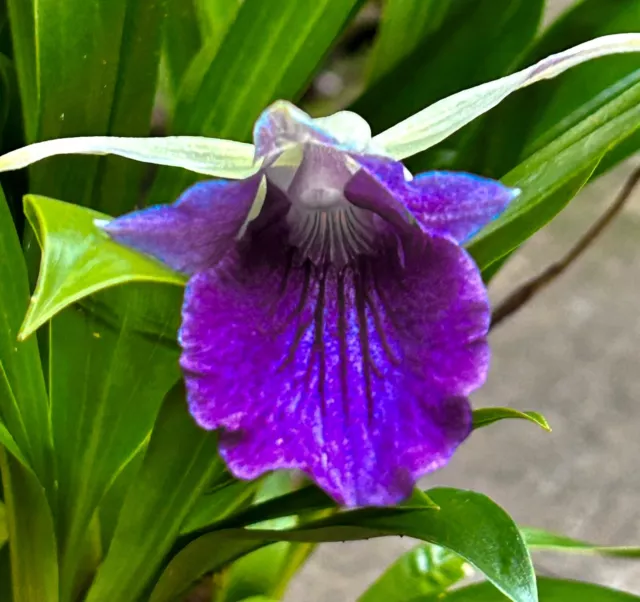 Cochleanthes Amazonica Híbrido Select Profundo Blue Orquídea Epidendrum Miltonia