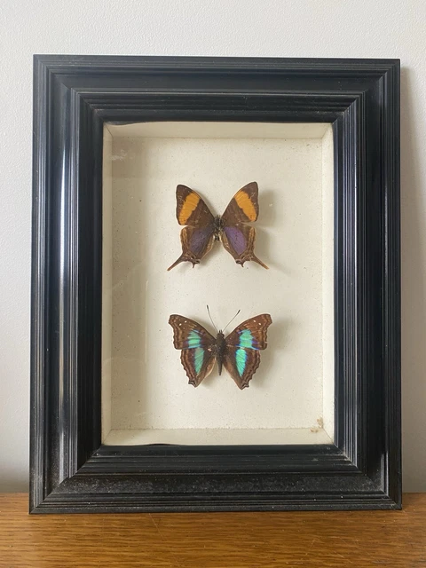 TABLEAU AILES DE papillon sous verre vintage EUR 40,00 - FR