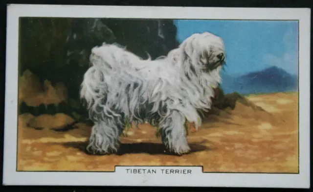 TIBETAN TERRIER  Vintage 1938  Illustrated Colour Card  BD27M