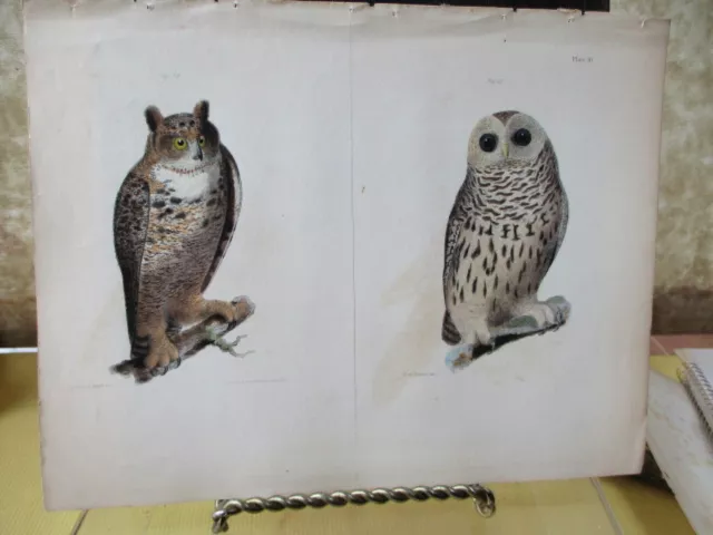 Vintage Print,NY Nat'l.Hist.,Birds,1844,  BARRED OWL; GREAT HORNED OWL,J.W.Hill