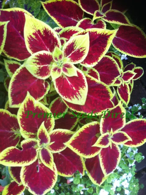 Flower Coleus Wizard Scarlet 70 Finest Seeds - Stunning Foliage