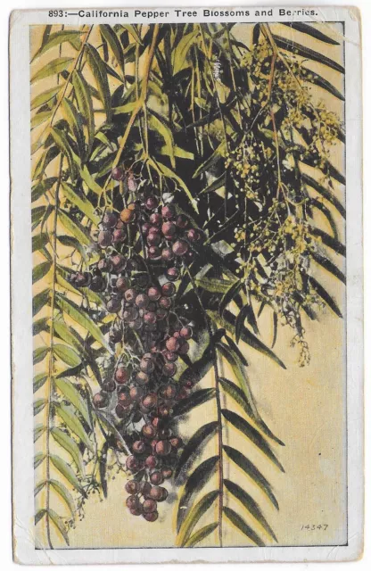 Postcard CA California, Pepper Tree Blossoms and Berries — E23