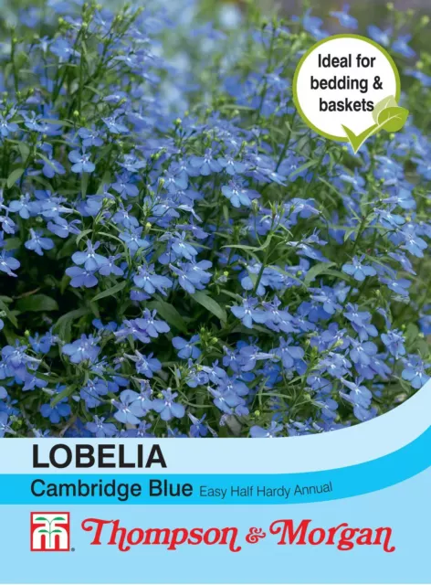 Thompson & Morgan - Flowers - Lobelia Cambridge Blue - 1000 Seed
