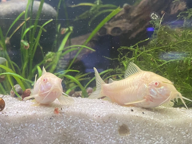 10 Albino Aeneus "Cory Cats" Corydoras Freshwater Fish