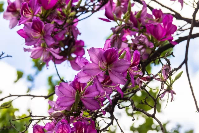 SAMEN **Der Orchideenbaum verzaubert Ihren Garten mit seinen purpurfarbenen Blü