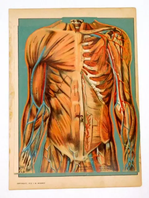 Anatomy Medical Color Diagram 1912 Wagner Flip Open Some Damaged 3 Pg Human Body