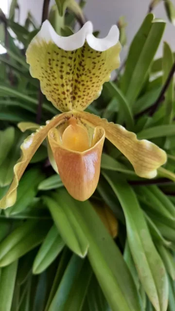 Orchid Paphiopedilum Insigne
