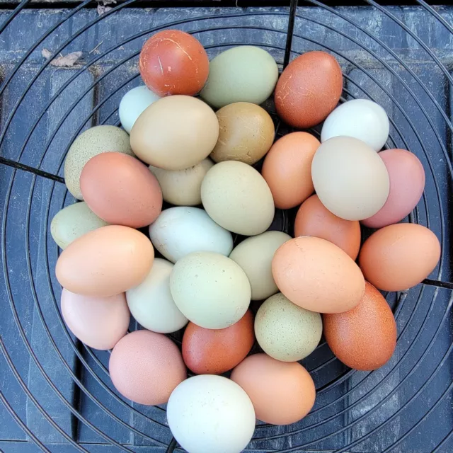 10+ Barnyard Mix Hatching Eggs | Assorted Mix Rare Breeds | TN NPIP CERTIFIED