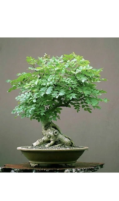 TREE OF LIFE Bonsai Seeds | 20+ Seeds | Grow a Moringa Tree Bonsai, Edible  $11.96 - PicClick