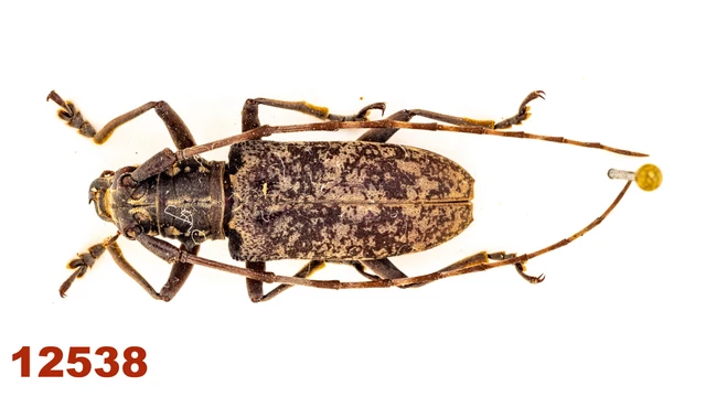 Cerambycidae: Acalolepta sp.  A1, 21 mm, Mounted, 1 pc