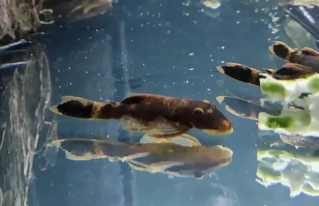 3 Pack Calico Bristlenose Plecos, (Ancistrus sp.) @ 1.5- 1.75" Quality Homebred