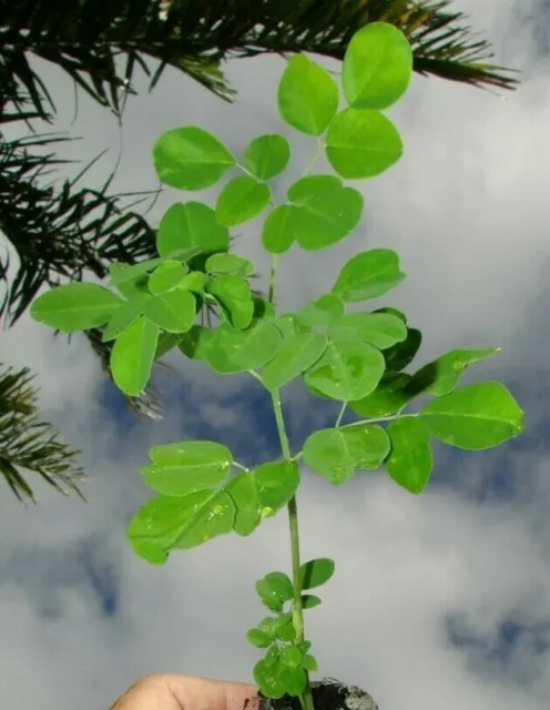 Moringa Rooted Live Plant with Humidity Dome Grow Pot & 20 Extra Seeds