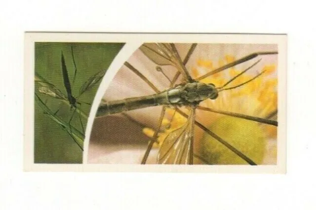 Brooke Bond Microscopic Images 1981 Daddy-long-legs