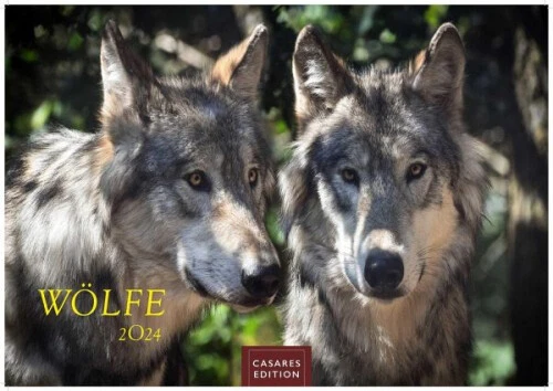 Wölfe 2024 L 35x50cm|Kalender