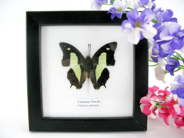Common Nawab - beautiful real butterfly prepared - framed- museum quality