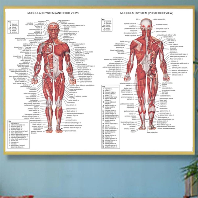 HUMAN BODY MUSCLE System Anatomy Chart Educational Poster Home Silk 