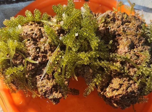 Live Rock Aquacultured Fiji Live Rock 2 LB. Robbie's Corals Walt Smith