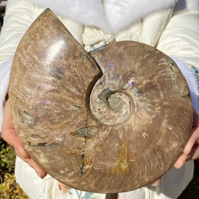 4.26LB atural beautiful Color Conch Ammonite Fossil Quartz Specimen Reiki