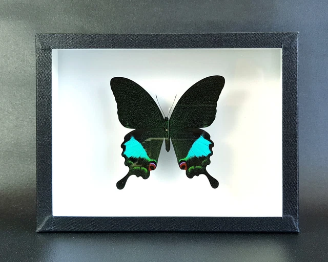 Cadre Entomologie Vintage – Papillon Papilio Hesperus Du Kenya, Sous Verre, Déco Nature