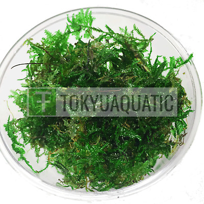 Christmas Moss In Cup Tropical Freshwater Aquarium Live Plant Decoration