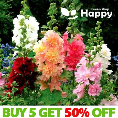 Dwarf Hollyhock - MAJORETTE DOUBLE MIX - 150 SEEDS - Althaea rosea - Perennial