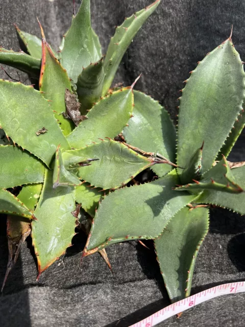 4 Agave Parryi Var. Couesii. Rooted Pups. 3-4 Inches Tall 2