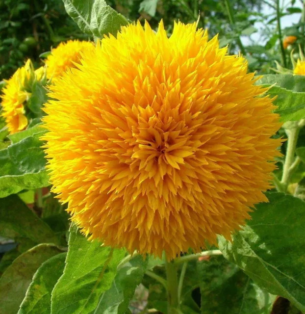 Teddy Bear Sunflower Seeds | Sungold Dwarf Sun Flower Fresh Garden Seed for 2024