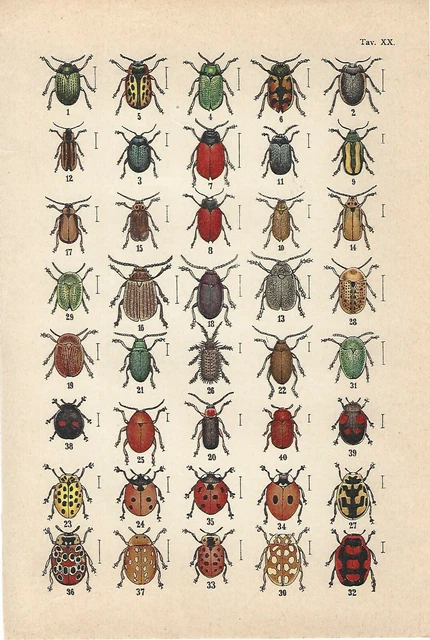 Confezione Di 12 Coleotteri Per Pesca Con La Mosca, Dimensioni Miste 12 - Foto 10