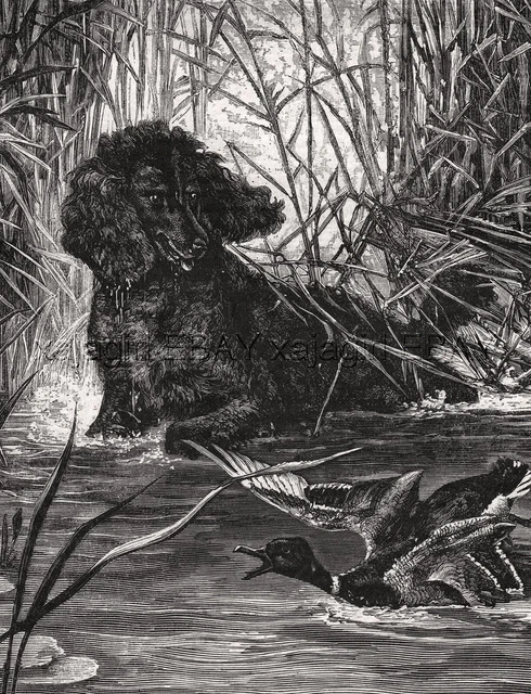 DOG Irish Water Spaniel Hunting Duck, Large 1870s Antique Engraving Print