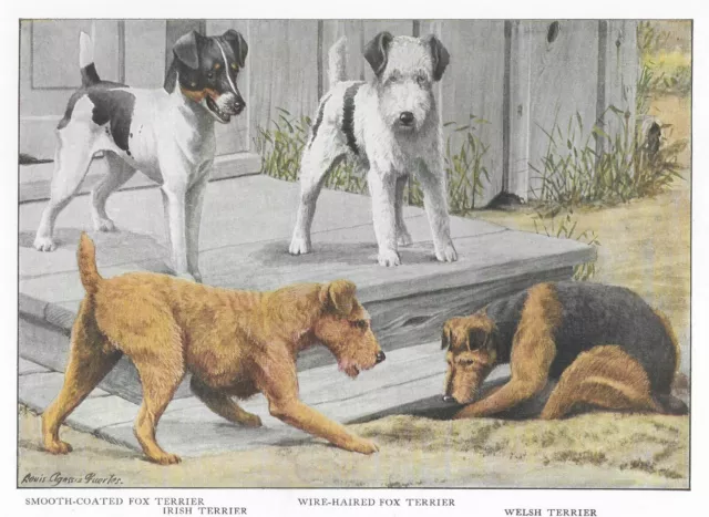 Fox / Welsh / Irish Terrier - CUSTOM MATTED - 1927 Color Dog Art Print (STORE19)