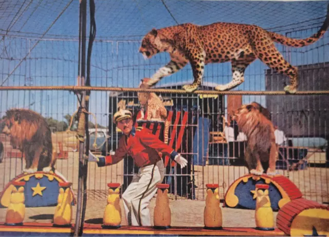 Circus Animal Trainer Lions Big Cats "Im Scared" 1954 Saturday EP Article 5pg