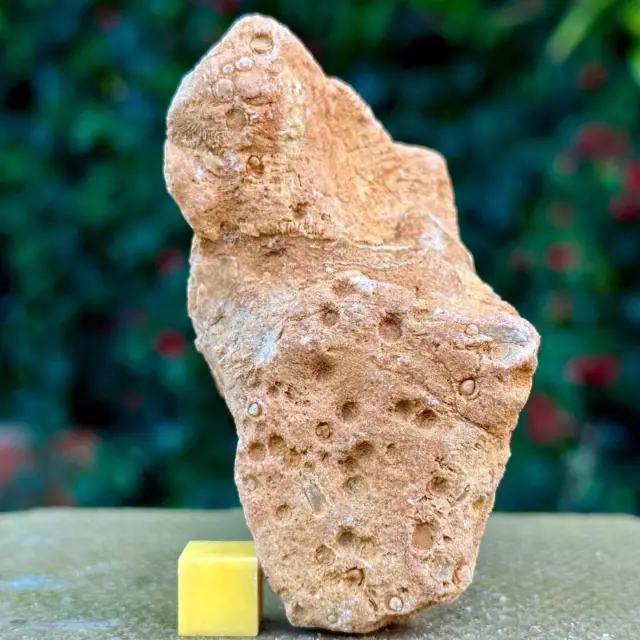 Jurassic Coral Fossil from Wiltshire, UK - Genuine Fossils for Sale