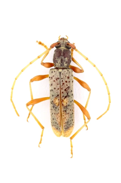 Cerambycidae Sp.  Feb231 12Mm (Body) Central Andes
