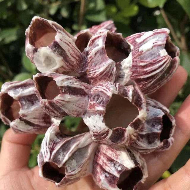 Natural Barnacle Coral Fish Tank Aquarium Pond Decor Shrimp Shelter Home Supply